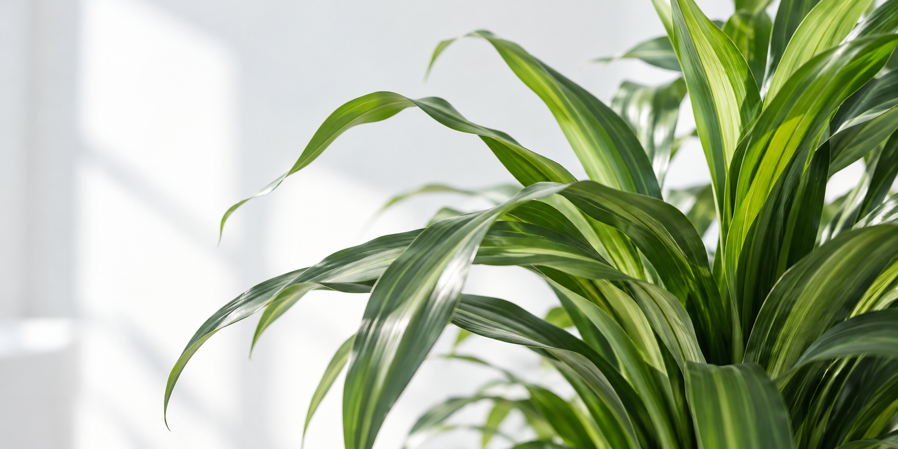 光の差す室内で葉を広げる緑の植物